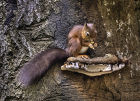 Red Squirrel  #11