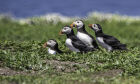 Puffins family going home. #20