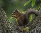 Red Squirrel lunchtime. #18