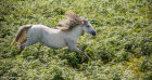 Wild running Pony  #15