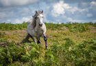 Wild Pony running down the hilside. #17