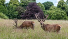 Red Deer #07