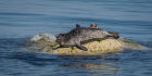 Seals - Mum &amp; Puppy. #16