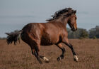 Running wild horse #21