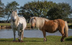 Wild ponies by the pool #23