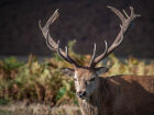 Red deer #26