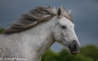 Wild Pony #32
