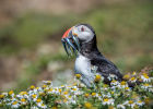 Puffin #01