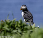 Puffin