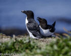 Razorbills