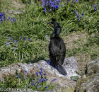 Shag